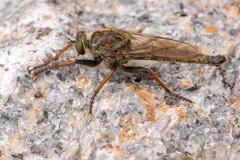 Machimus chrysitis