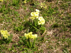 Primula ruprechtii