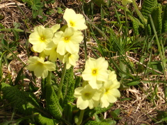 Primula ruprechtii