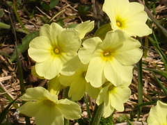 Primula ruprechtii