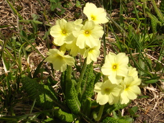 Primula ruprechtii