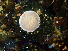 Titanoderma pustulatum