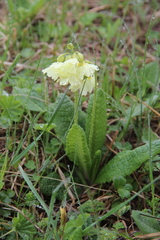 Primula ruprechtii