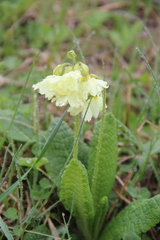 Primula ruprechtii