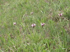 Astragalus angustissimus