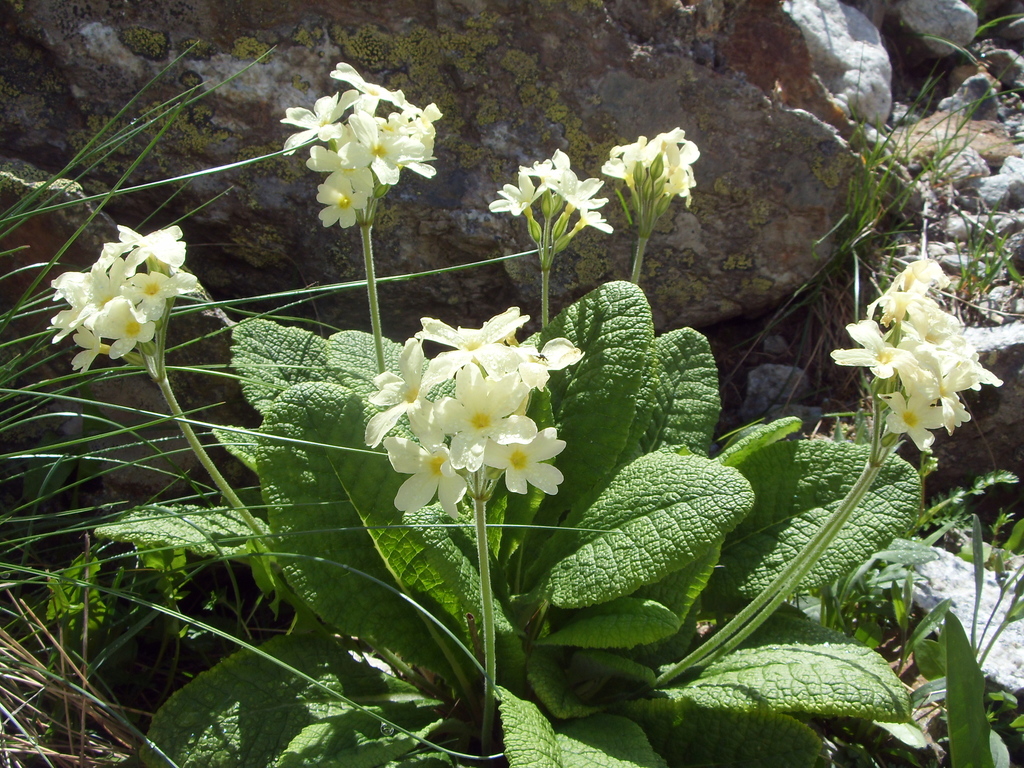 Primula ruprechtii