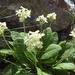 Primula ruprechtii - Photo (c) Шильников Дмитрий Сергеевич, some rights reserved (CC BY-NC), uploaded by Шильников Дмитрий Сергеевич