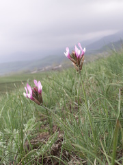 Astragalus angustissimus