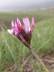 Astragalus angustissimus