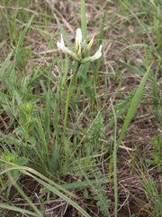 Astragalus angustissimus