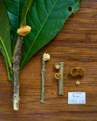 Phylloporia