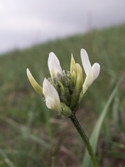 Astragalus angustissimus