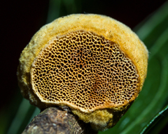 Phylloporia