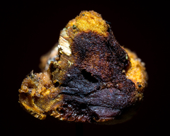 Phylloporia
