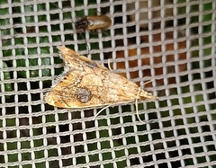 Glaucocharis leucoxantha