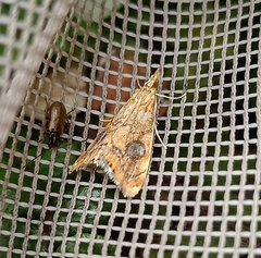 Glaucocharis leucoxantha