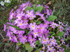 Primula vulgaris rubra
