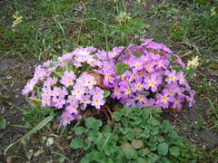 Primula vulgaris rubra