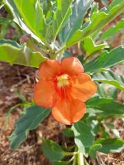 Pterodiscus cinnabarinus