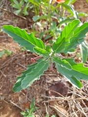 Pterodiscus cinnabarinus