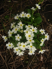 Primula vulgaris rubra