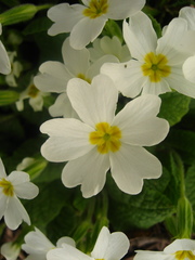 Primula vulgaris rubra