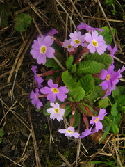 Primula vulgaris rubra
