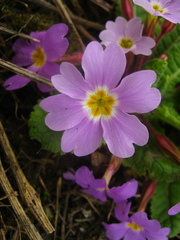 Primula vulgaris rubra