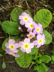 Primula vulgaris rubra