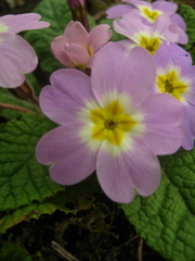 Primula vulgaris rubra