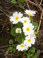 Primula vulgaris rubra