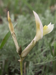 Astragalus ortholobiformis