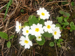 Primula vulgaris rubra