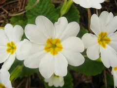 Primula vulgaris rubra