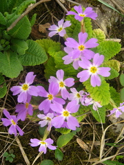Primula vulgaris rubra