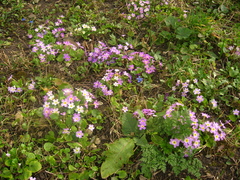 Primula vulgaris rubra