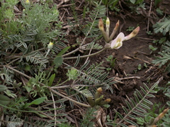 Astragalus ortholobiformis