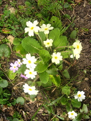 Primula vulgaris rubra