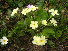Primula vulgaris rubra