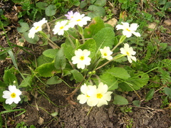 Primula vulgaris rubra