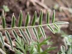 Astragalus ortholobiformis
