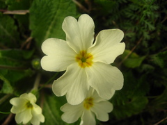 Primula vulgaris rubra