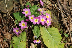 Primula vulgaris rubra