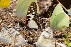 Graphium angolanus