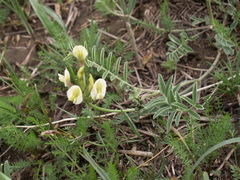 Astragalus ortholobiformis