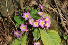 Primula vulgaris rubra