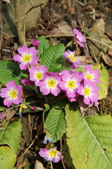 Primula vulgaris rubra