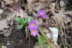 Primula vulgaris rubra