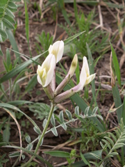 Astragalus ortholobiformis