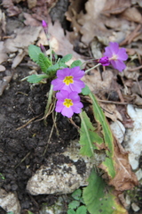 Primula vulgaris rubra